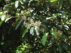 Nectandra