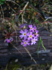 Primula stricta