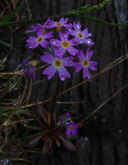 Primula stricta