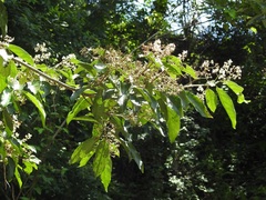 Nectandra