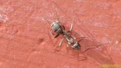 Formica cunicularia