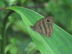 Ypthima fasciata fasciata