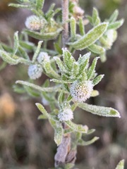 Rhopalomyia gemmaria