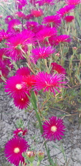 Lampranthus coccineus