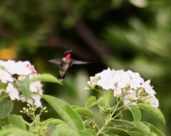 Archilochus colubris