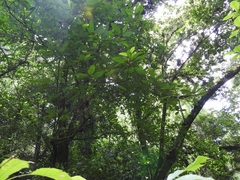 Ficus trigonata
