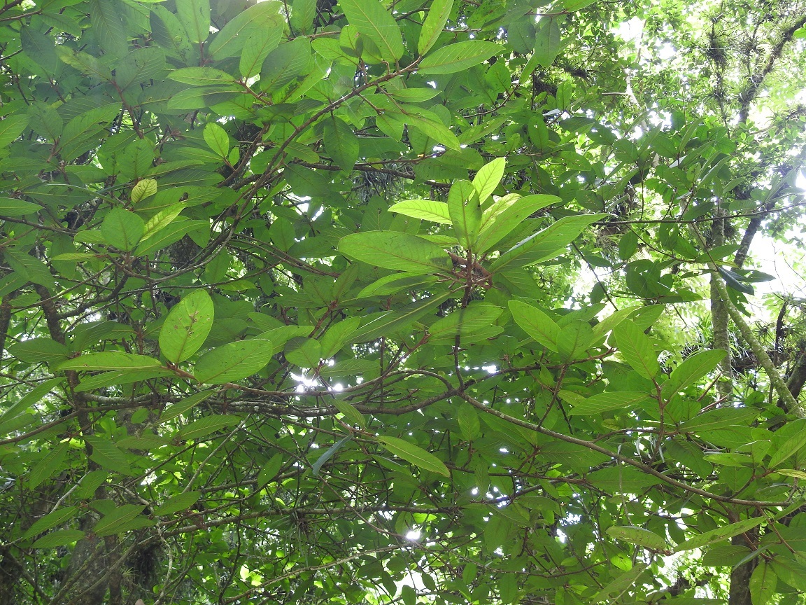 Ficus trigonata