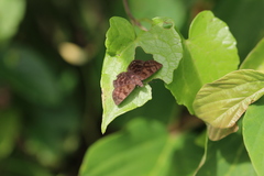 Pellicia