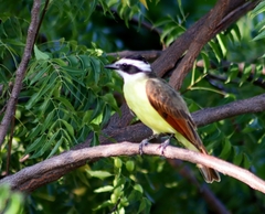 Pitangus sulphuratus