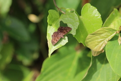 Pellicia