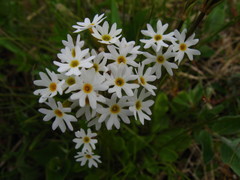 Primula stricta