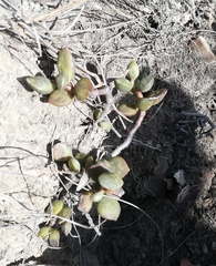 Adromischus filicaulis
