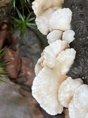 Panellus mitis