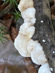 Panellus mitis