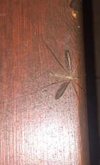 Tipula