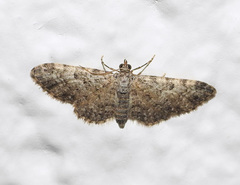 Eupithecia semigraphata