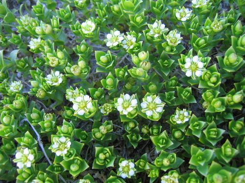 Honckenya peploides ssp. diffusa