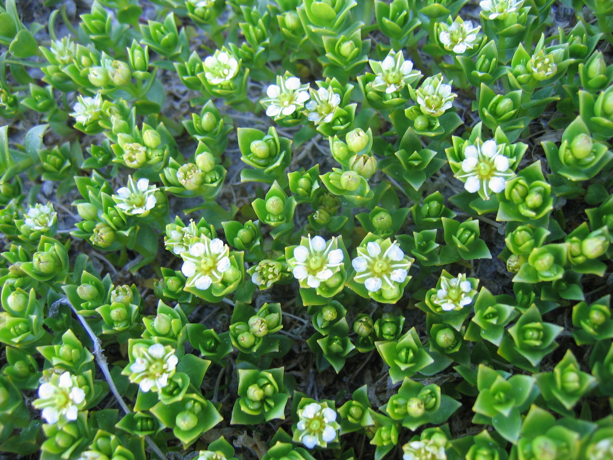Honckenya peploides ssp. diffusa