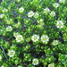 Northern Sea Sandwort - Photo (c) Brad Walker, some rights reserved (CC BY-NC), uploaded by Brad Walker