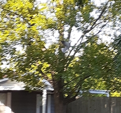 Streptopelia decaocto