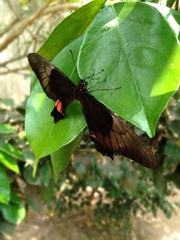 Heraclides anchisiades capys