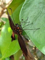 Heraclides anchisiades capys