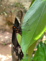 Heraclides anchisiades capys