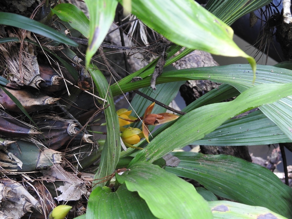 Lycaste cruenta
