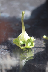 Ceropegia sandersonii