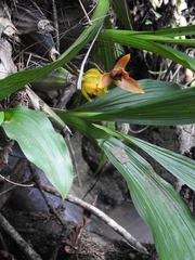 Lycaste cruenta