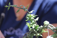 Ceropegia sandersonii