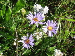 Erigeron eximius