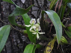 Prosthechea radiata