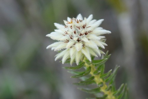 Edelweiss Hardleaf (Phylica dodii) · iNaturalist