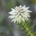 Edelweiss Hardleaf - Photo (c) antoinettewade, some rights reserved (CC BY-NC)
