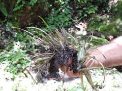 Scaphyglottis fasciculata