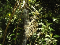Bocconia arborea
