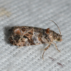 Paralobesia vernoniana