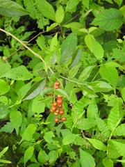 Picramnia deflexa
