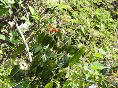 Picramnia deflexa