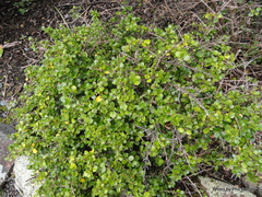 Coprosma neglecta
