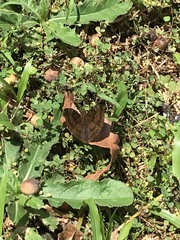 Euthalia aconthea gurda