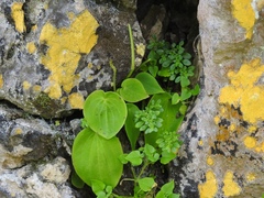 Peperomia lanceolatopeltata