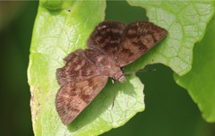 Pellicia