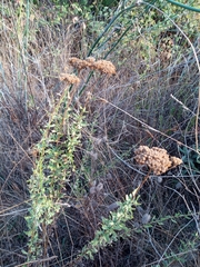 Achillea ageratum
