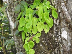Peperomia lanceolatopeltata