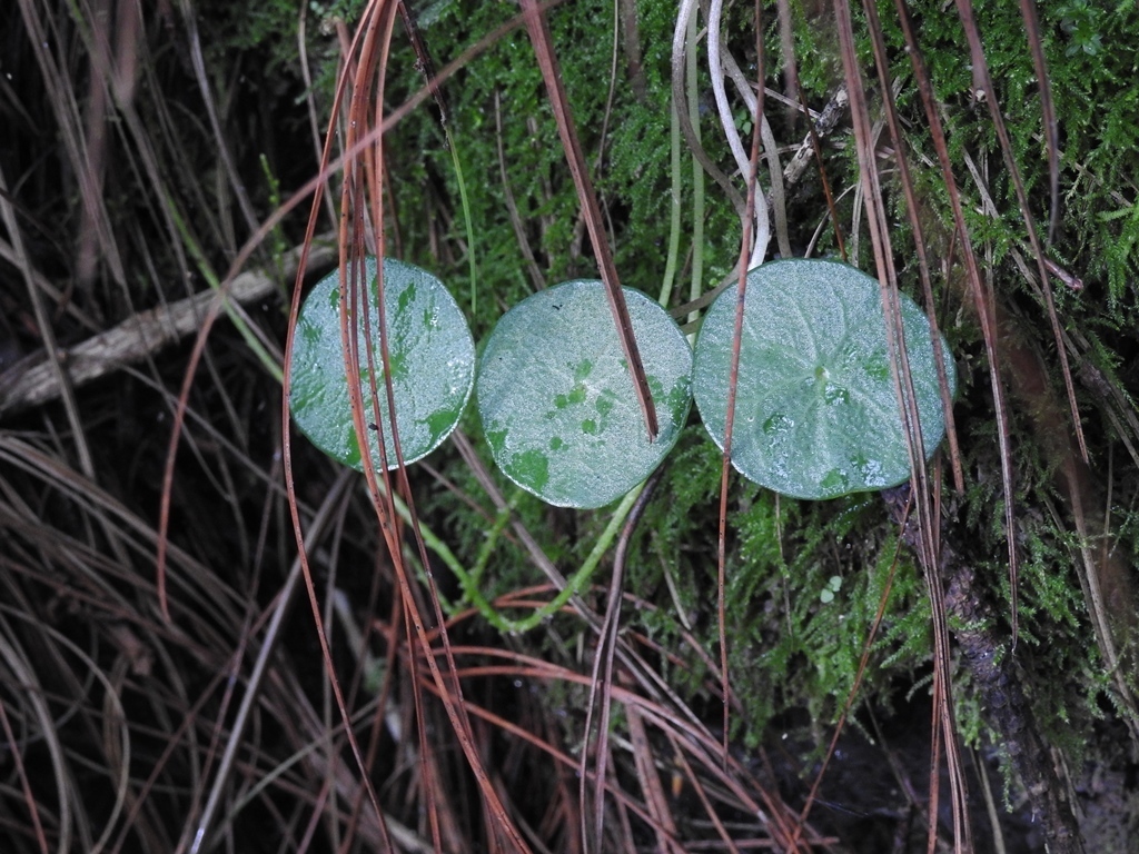 Peperomia monticola