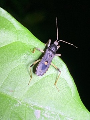 Ectomocoris atrox