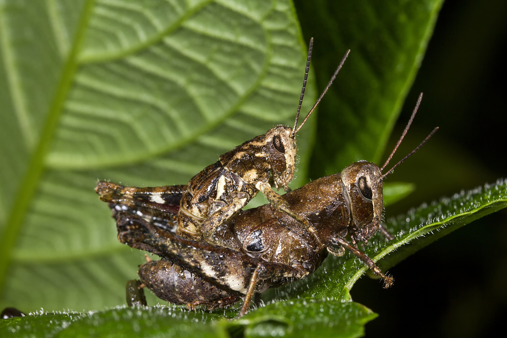 Palniacris