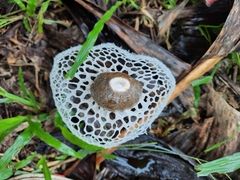 Phallus atrovolvatus